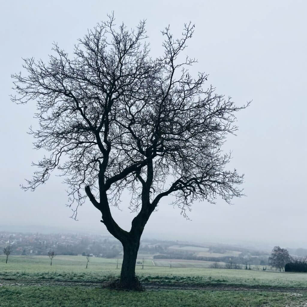 Baum aus der Frontalansicht