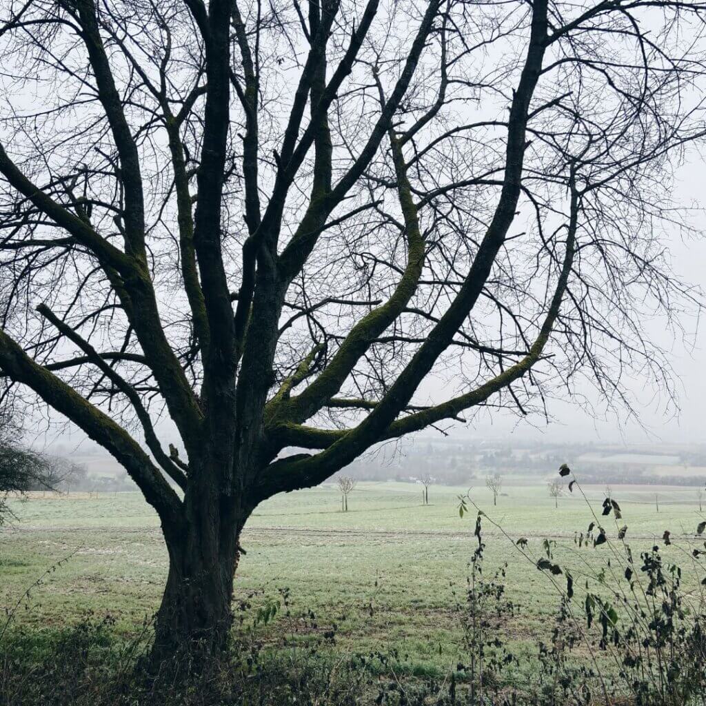 Baum und Sträucher im Detail